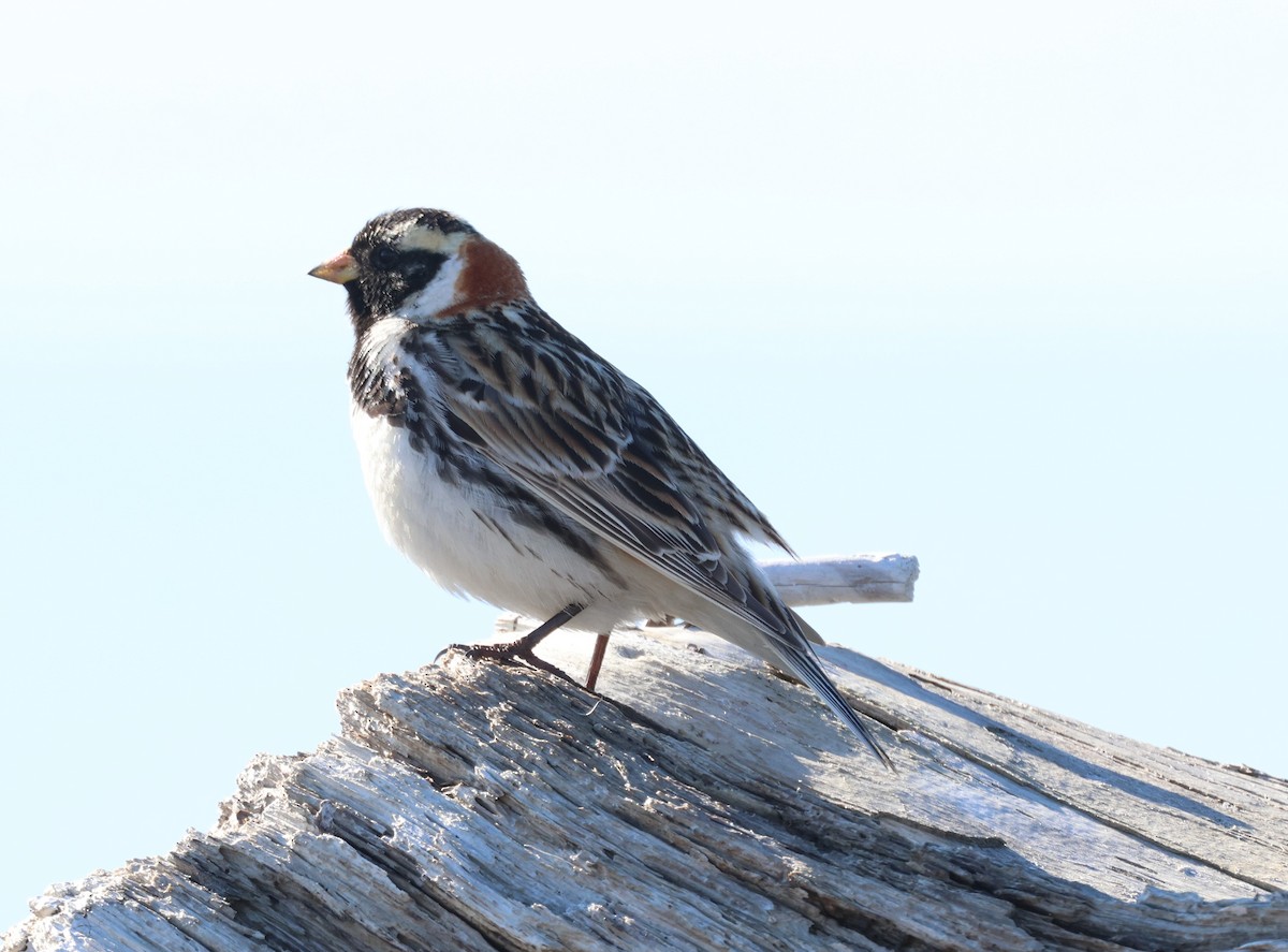 Lapland Longspur - ML620702426