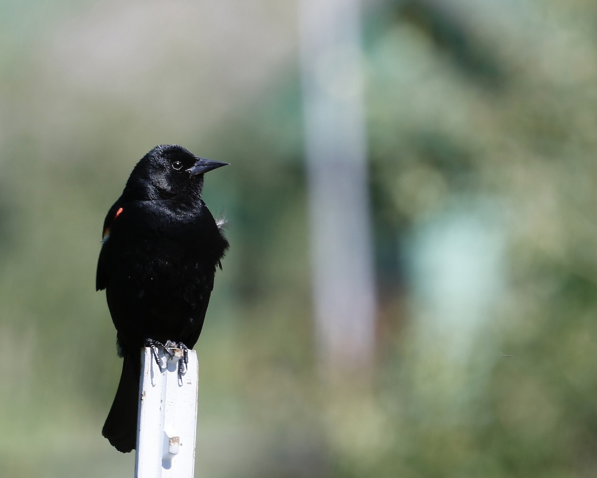 Red-winged Blackbird - ML620702427