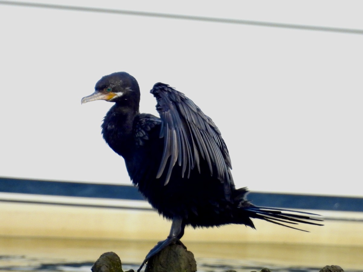 Neotropic Cormorant - ML620702430