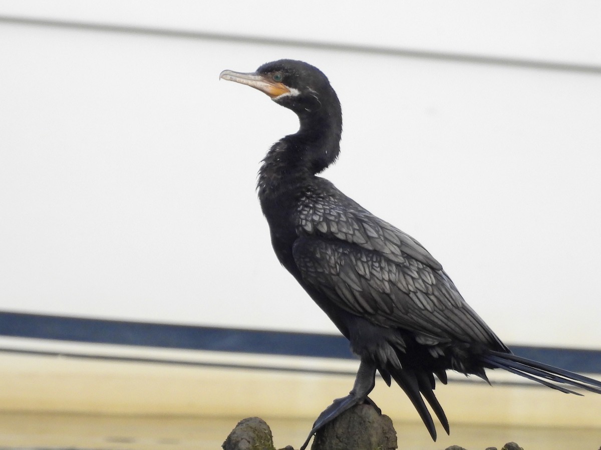 Neotropic Cormorant - ML620702432