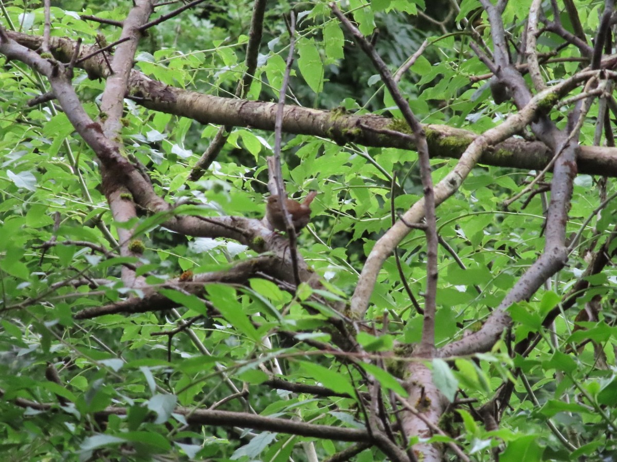 Eurasian Wren - ML620702433