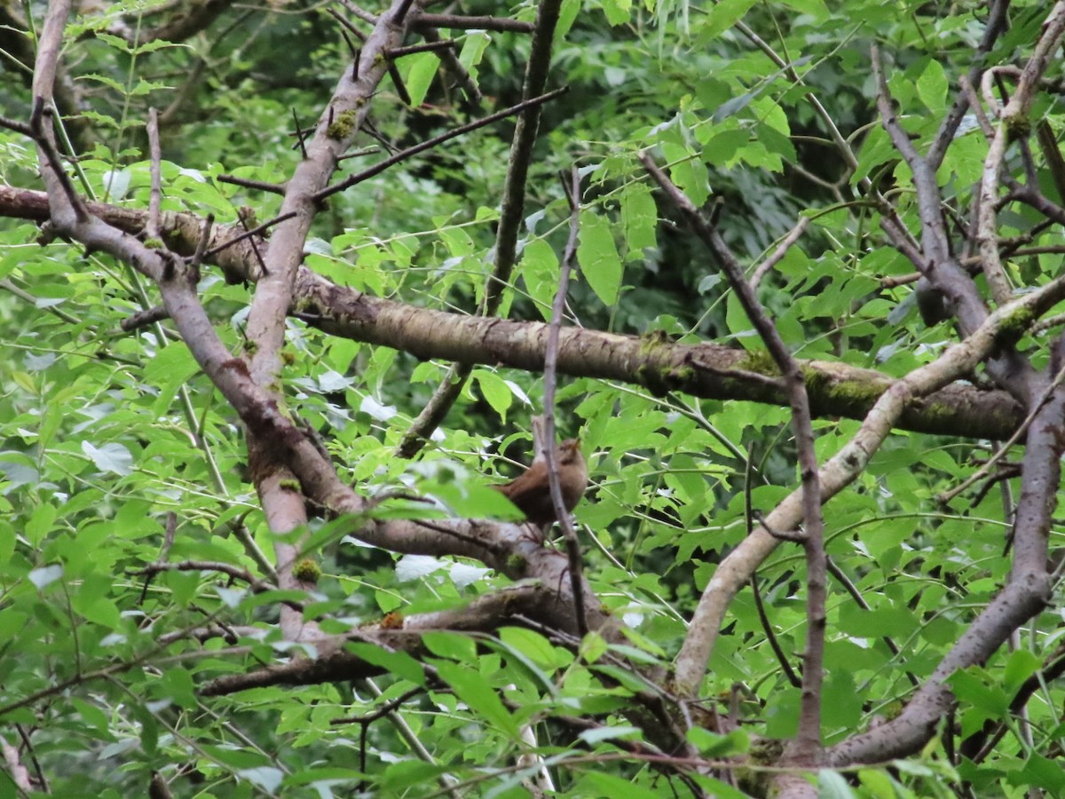 Eurasian Wren - ML620702434