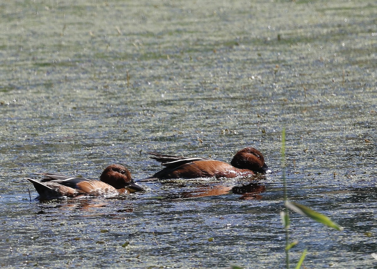 Cinnamon Teal - ML620702435