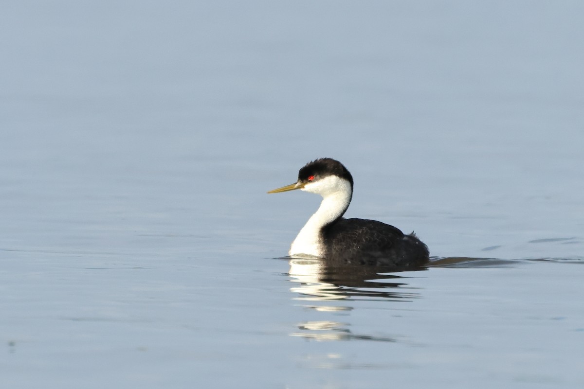 Western Grebe - Serge Rivard