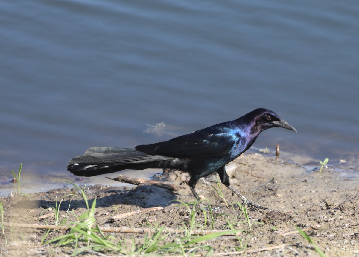 Boat-tailed Grackle - ML620702457