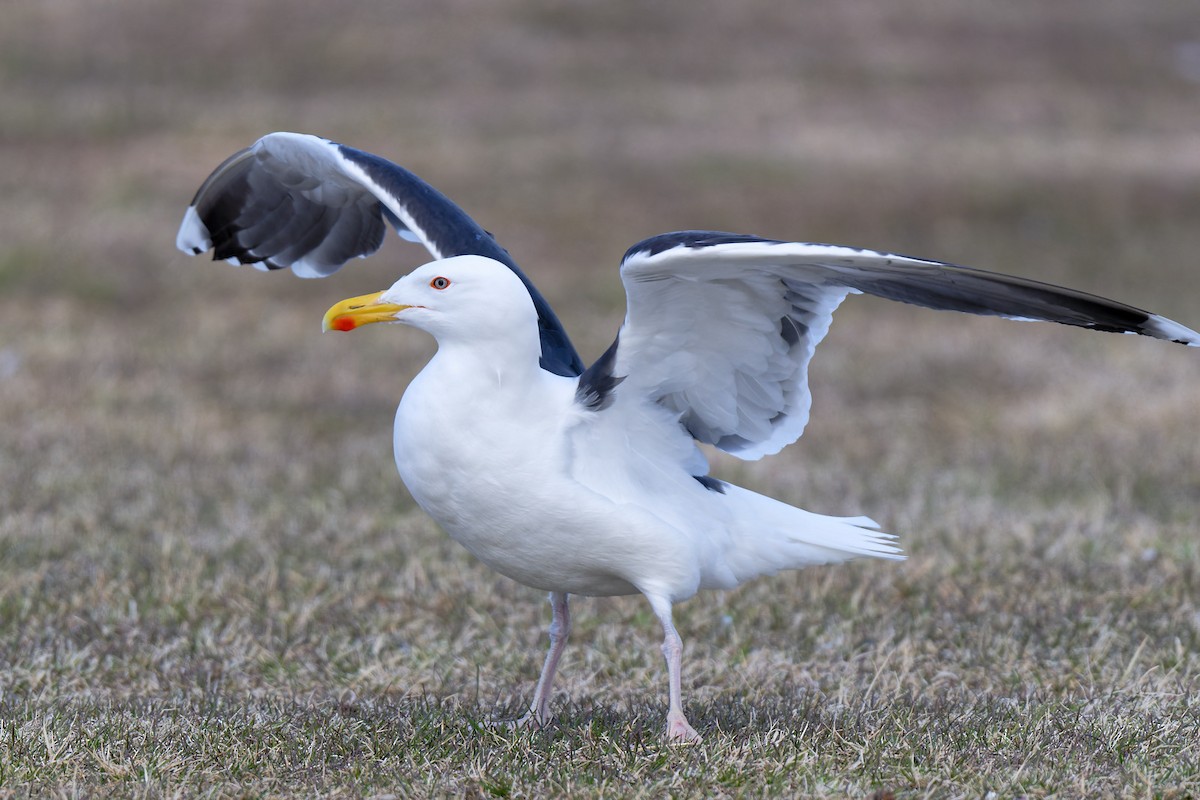 Great Black-backed Gull - ML620702458