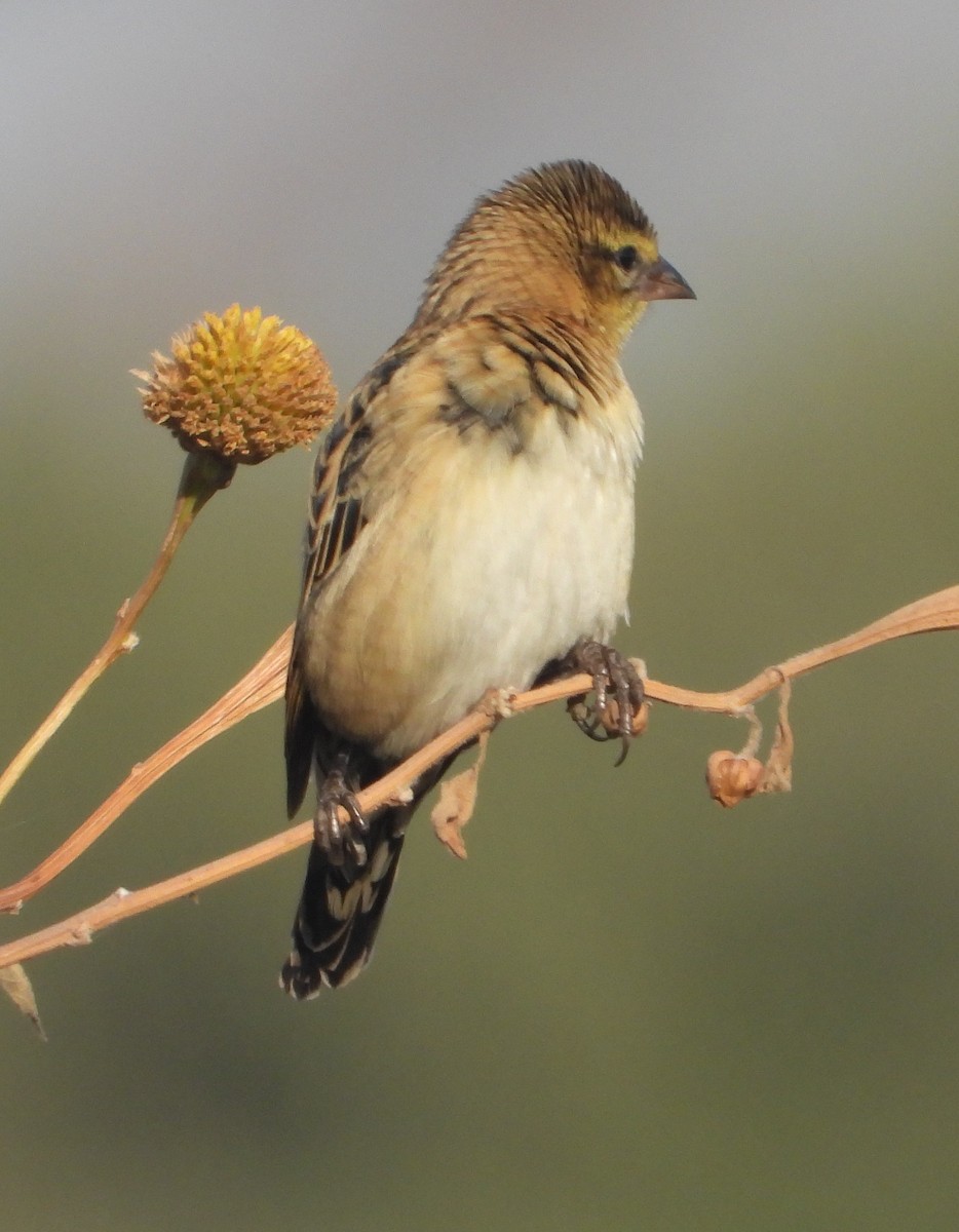 Red-collared Widowbird - ML620702460