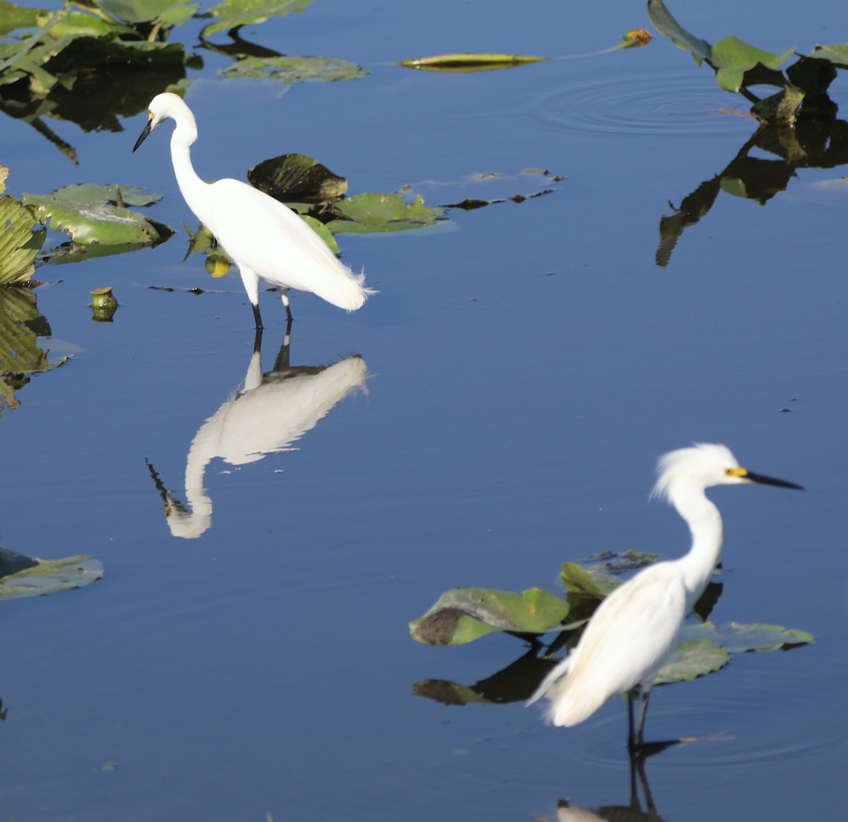 Snowy Egret - ML620702461