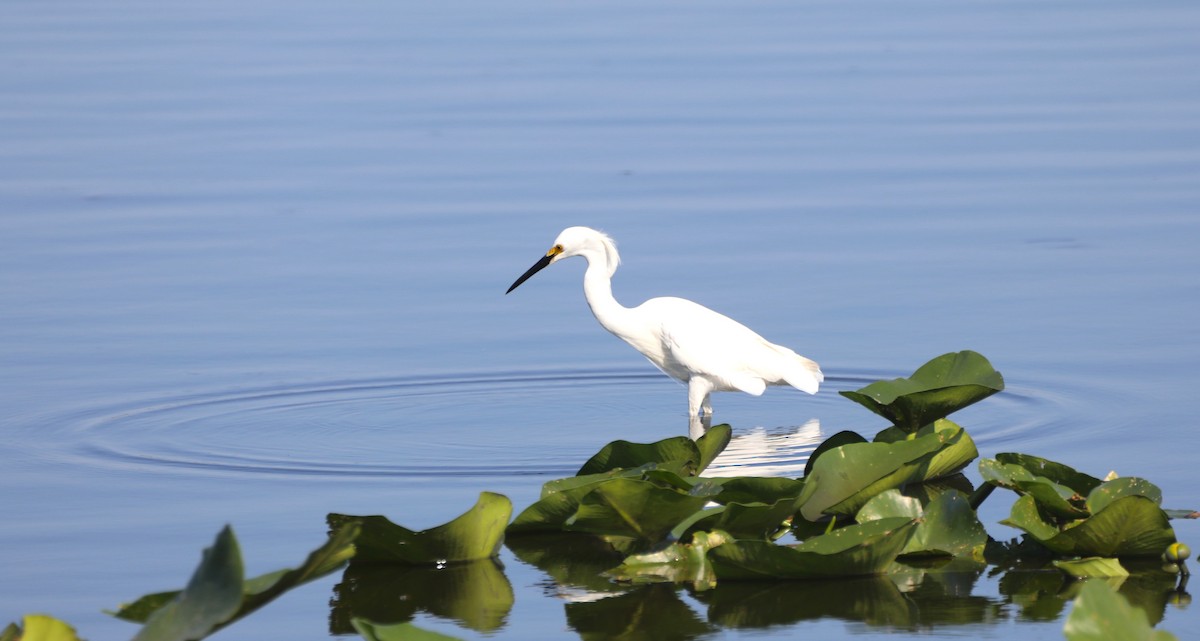 Snowy Egret - ML620702462