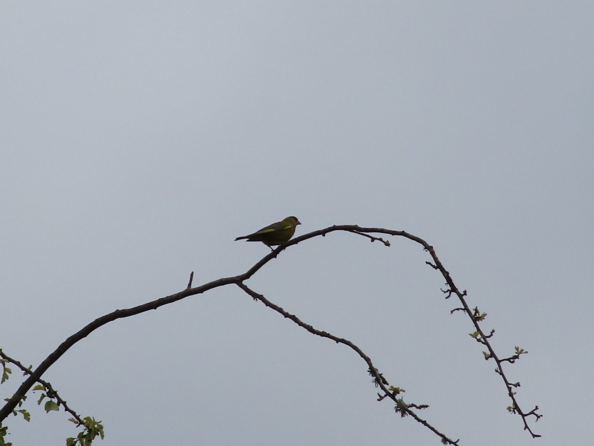 European Greenfinch - ML620702463