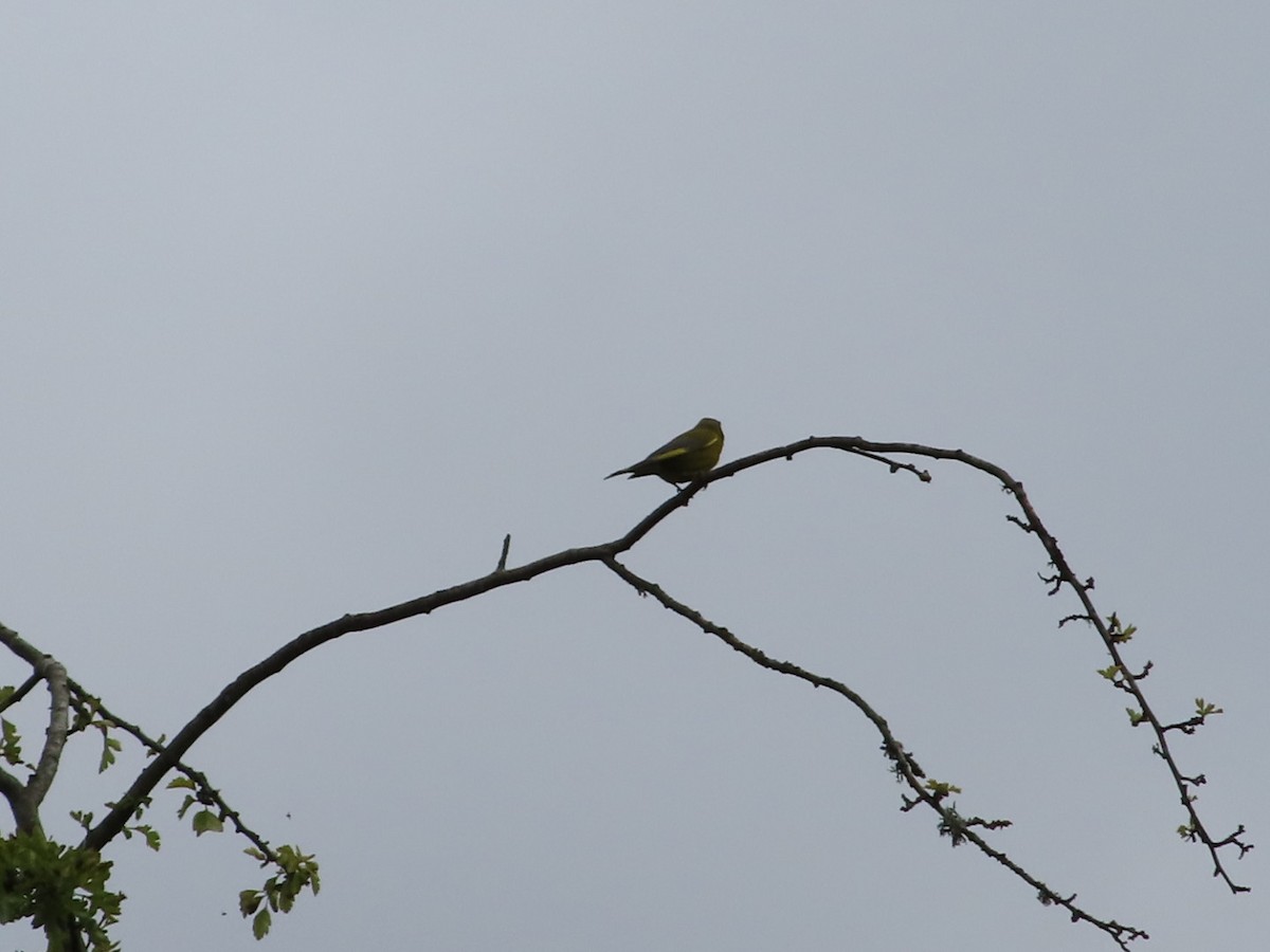 European Greenfinch - ML620702464