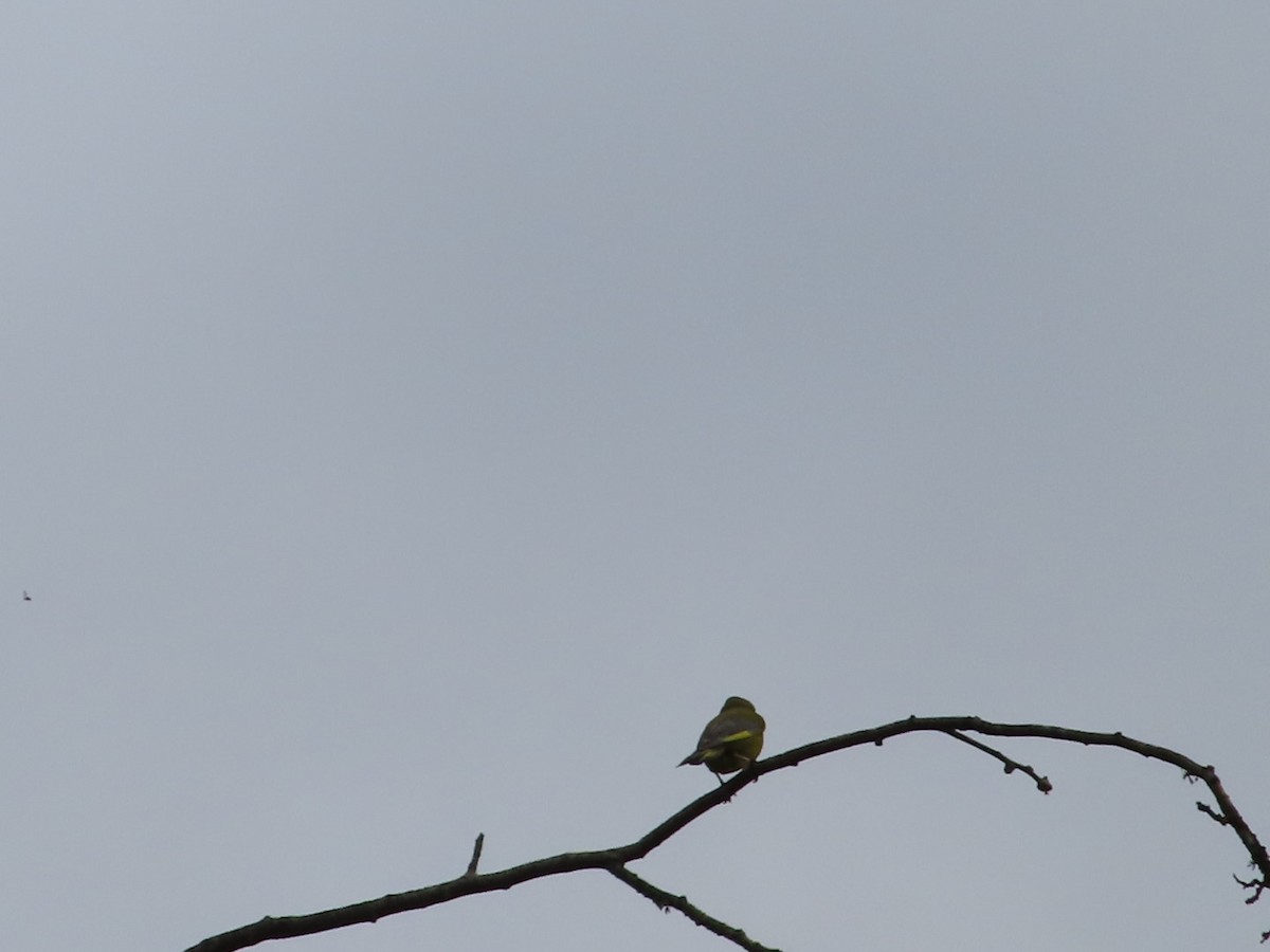 European Greenfinch - ML620702465