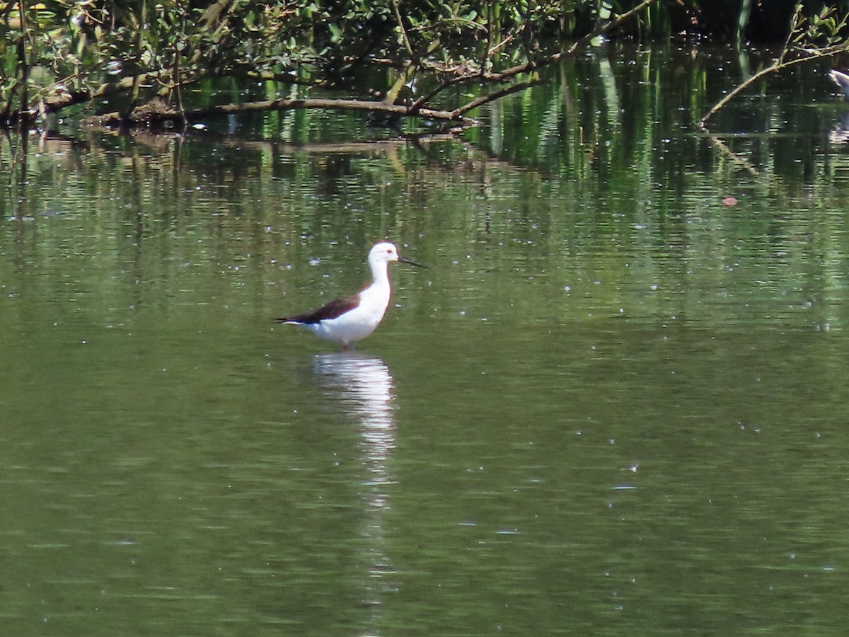 Black-winged Stilt - ML620702467