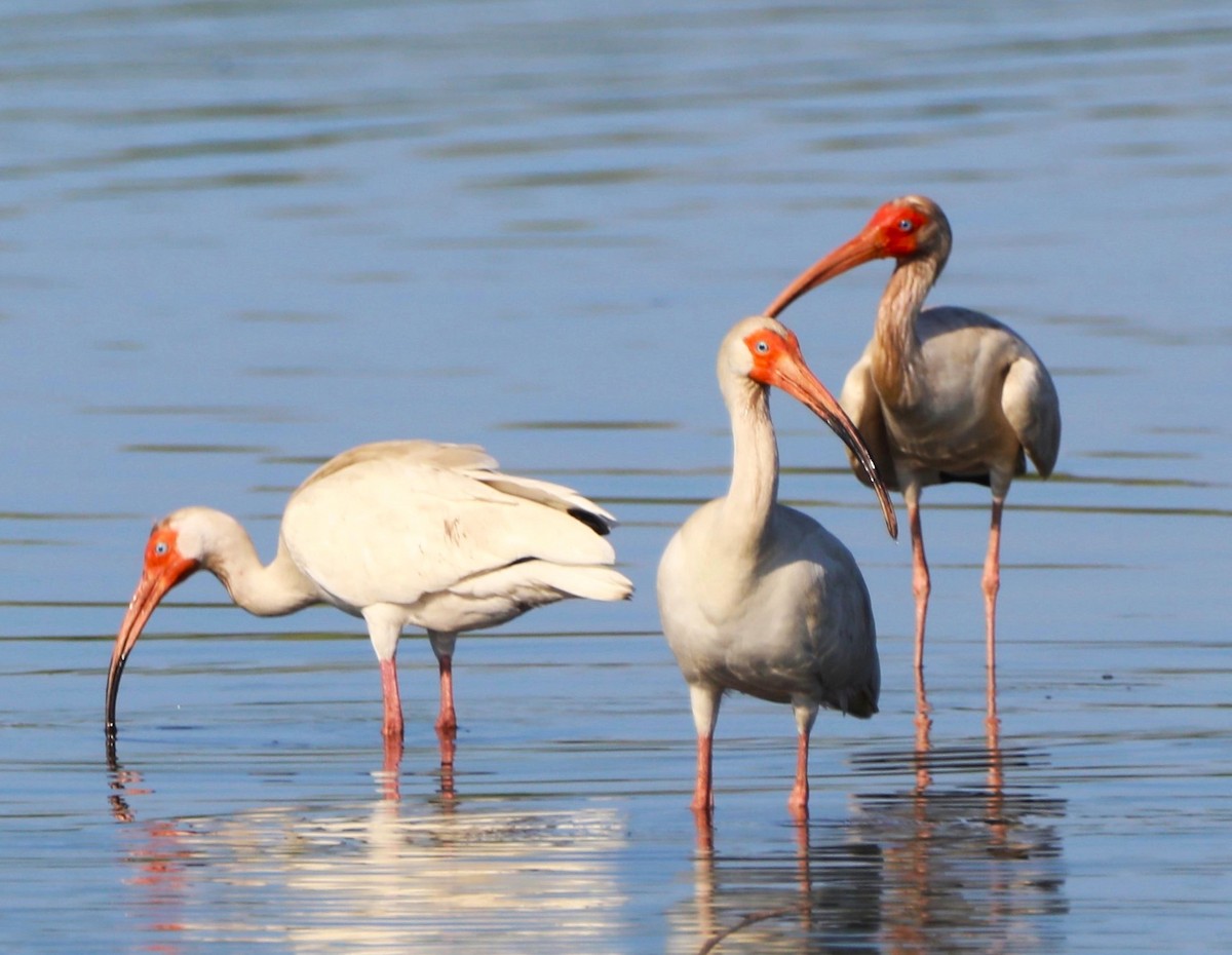 White Ibis - ML620702470