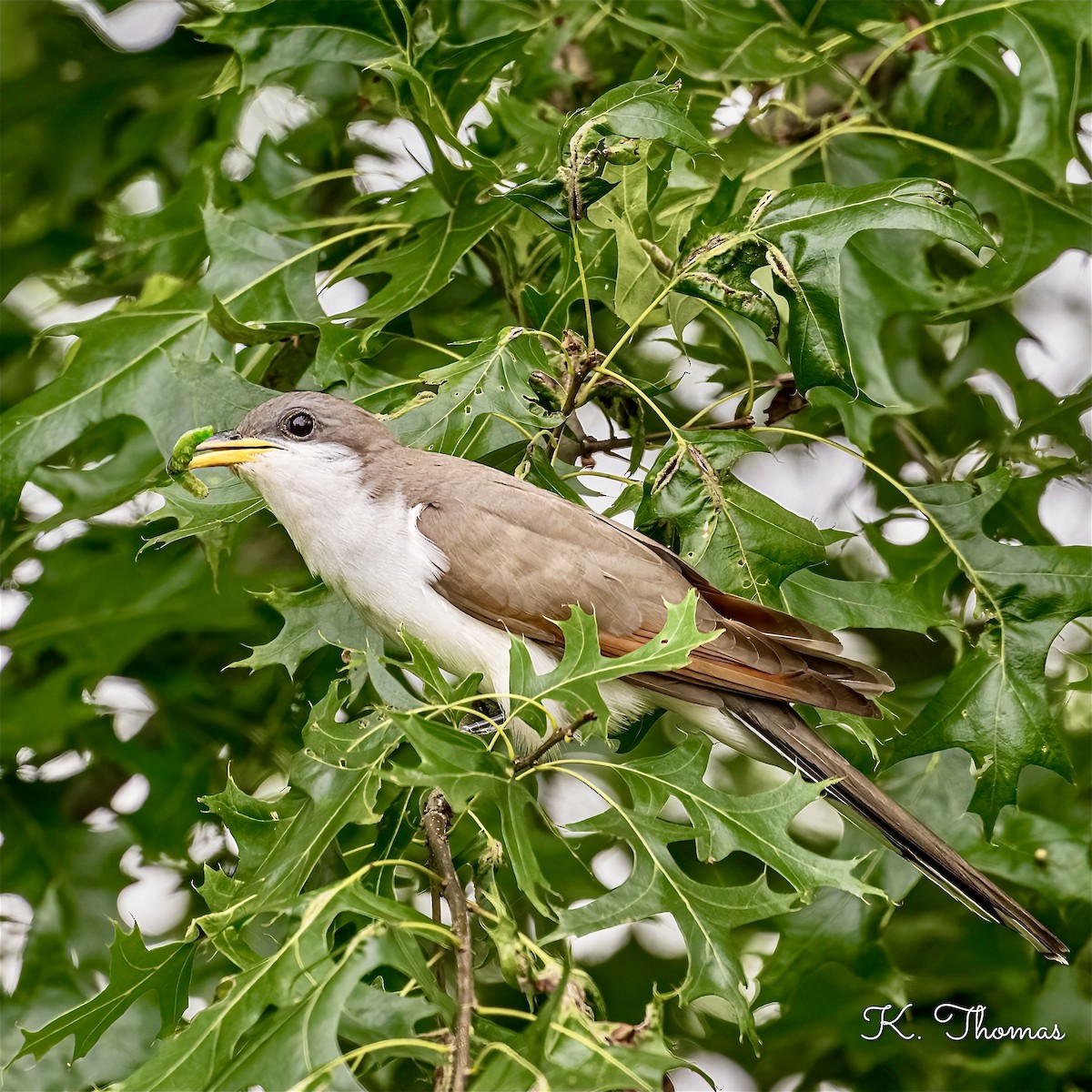 Yellow-billed Cuckoo - ML620702472