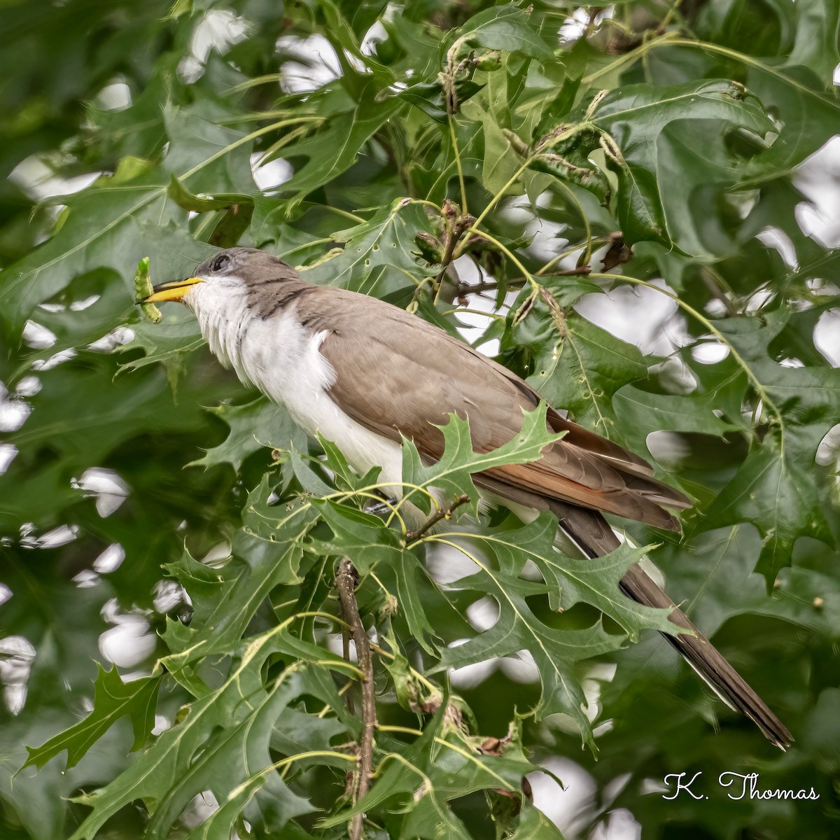 Yellow-billed Cuckoo - ML620702473