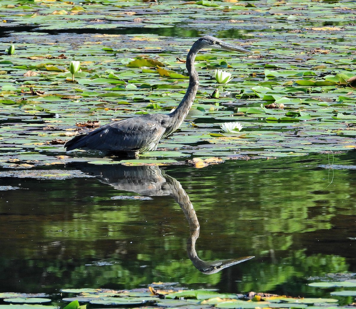 Garza Azulada - ML620702474