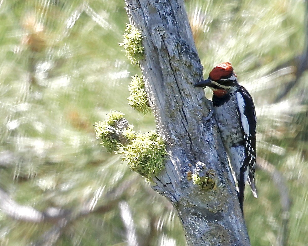 Red-naped Sapsucker - ML620702478