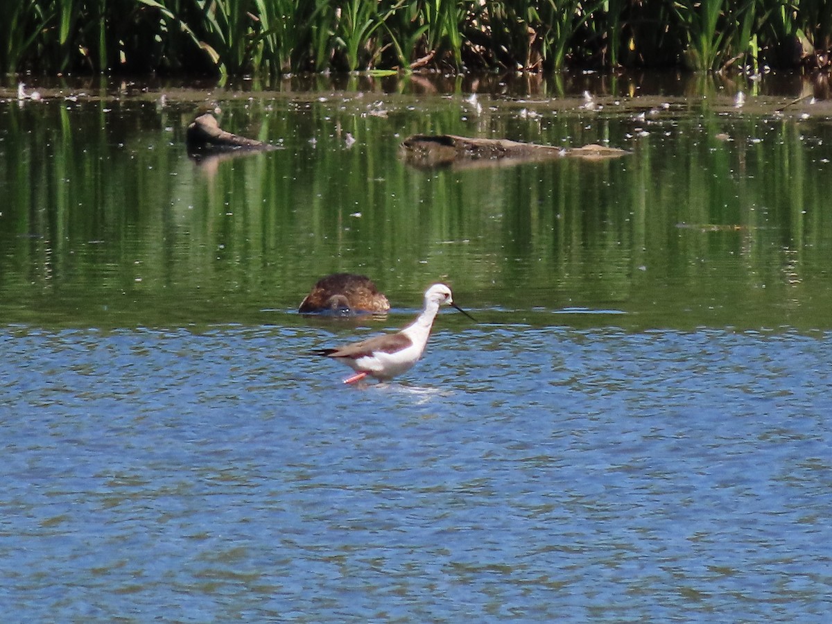 Black-winged Stilt - ML620702479