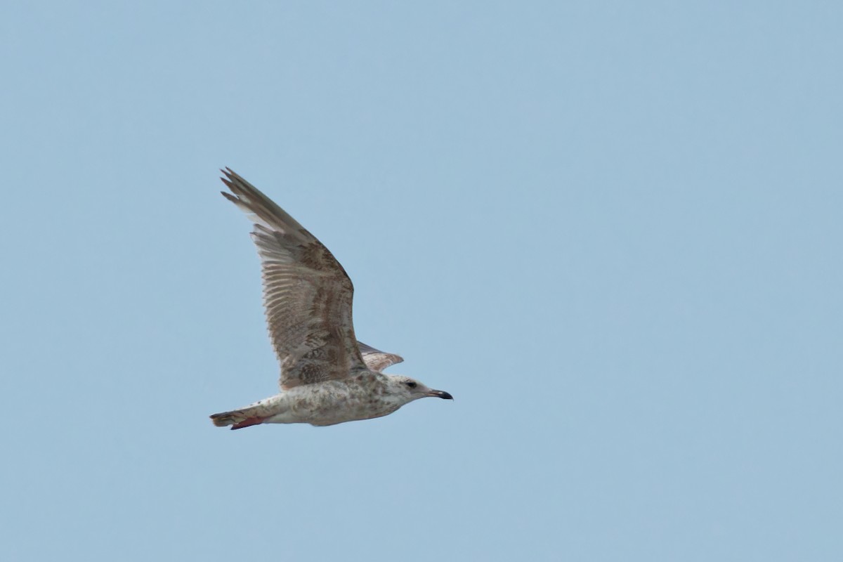 Herring Gull - leon berthou