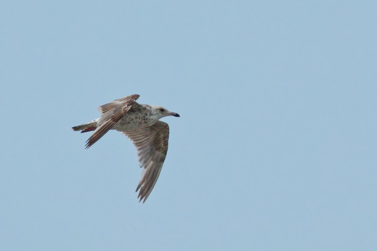 Gaviota Argéntea - ML620702481