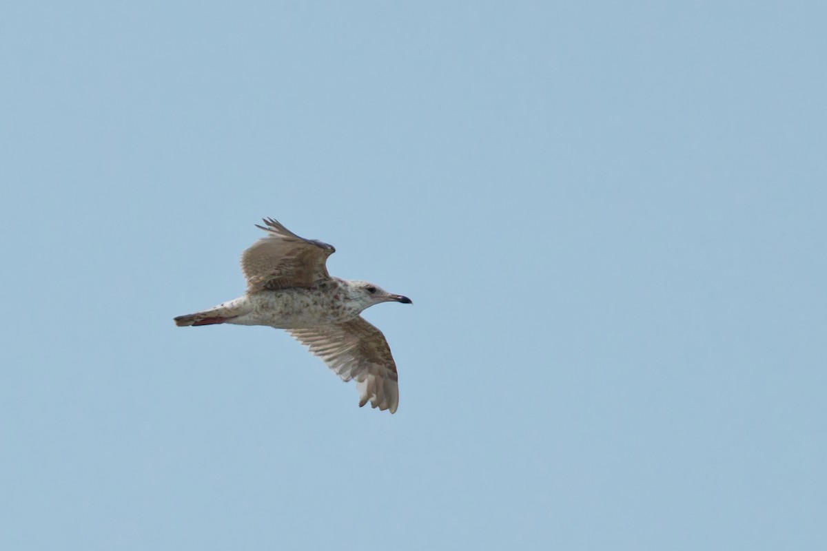 Gaviota Argéntea - ML620702482