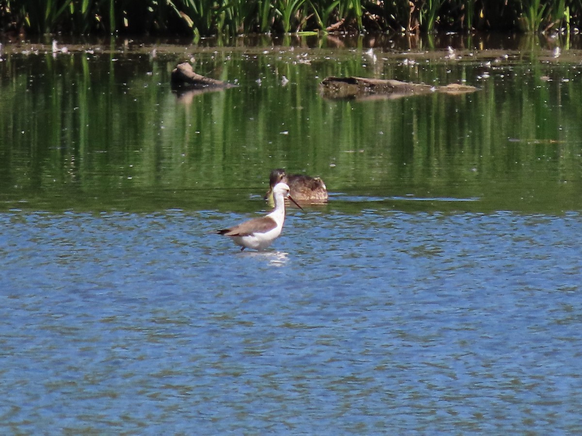 Black-winged Stilt - ML620702483