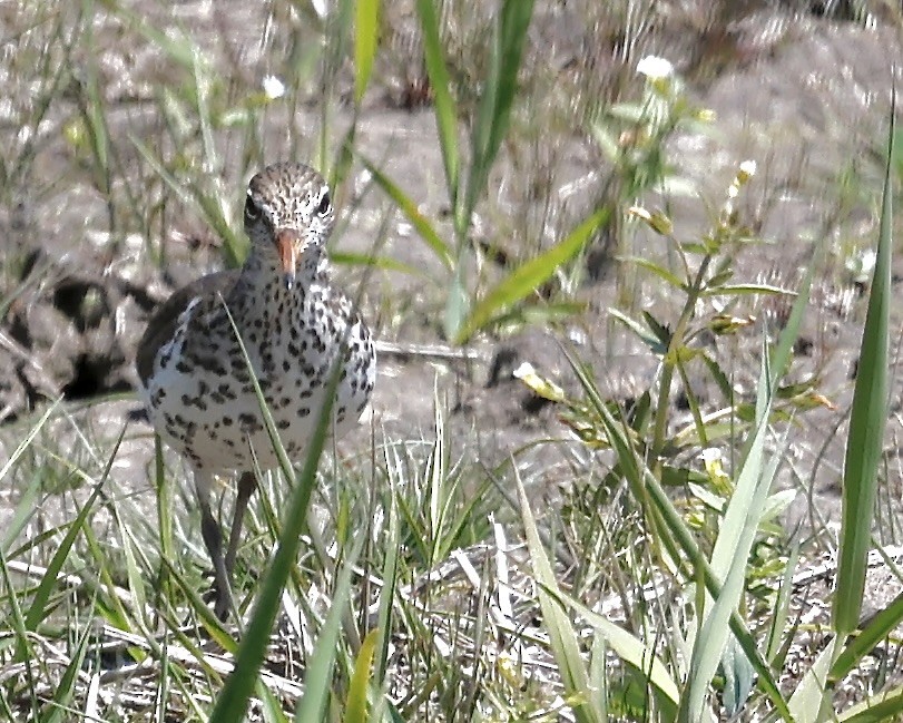 Spotted Sandpiper - ML620702486