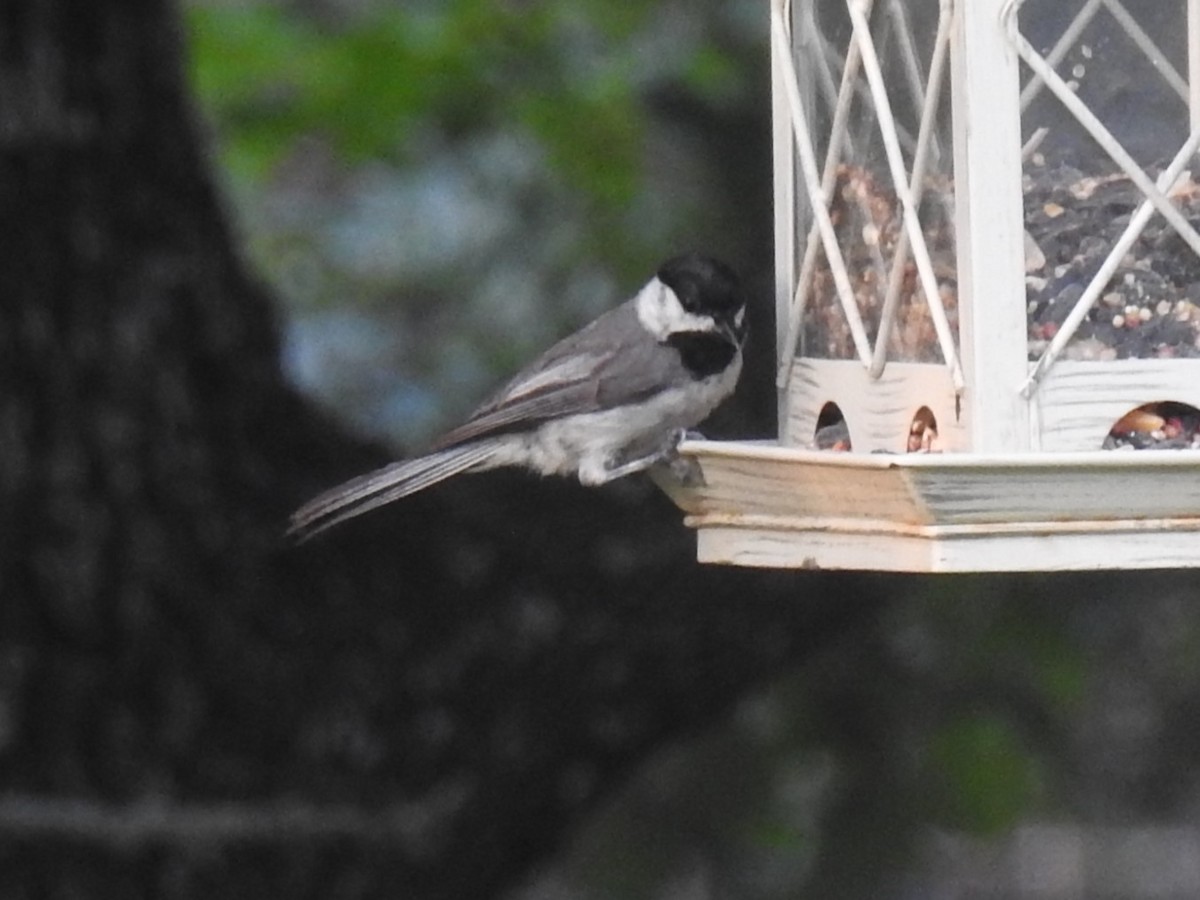 Carolina Chickadee - ML620702488