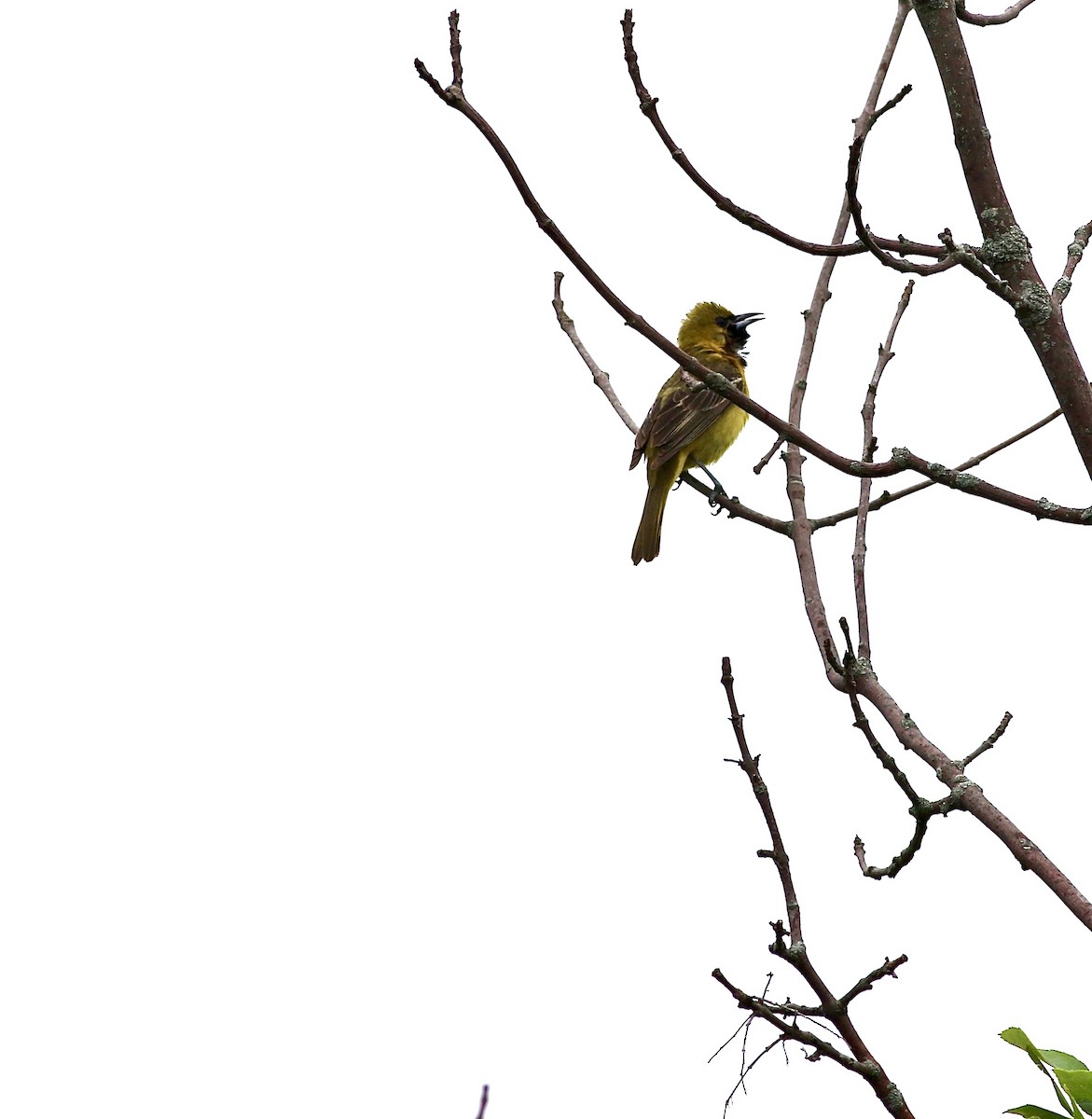 Orchard Oriole - ML620702494