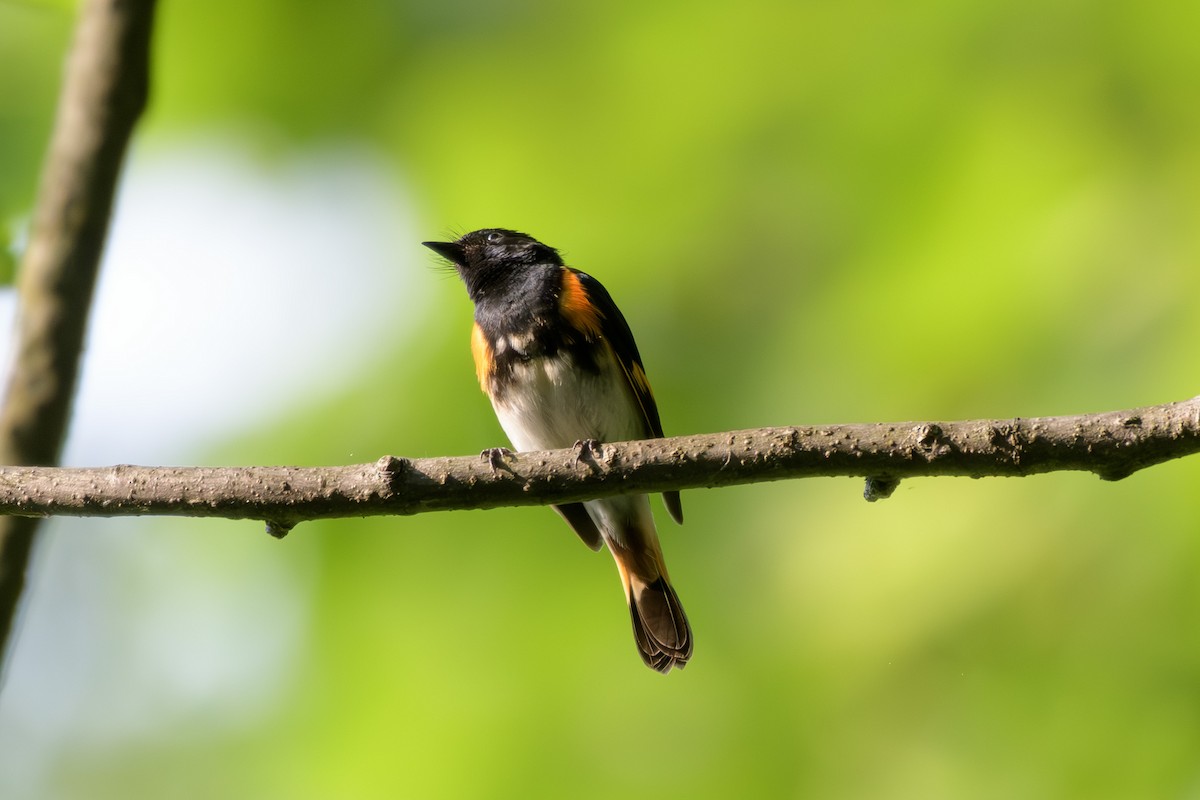 American Redstart - ML620702496