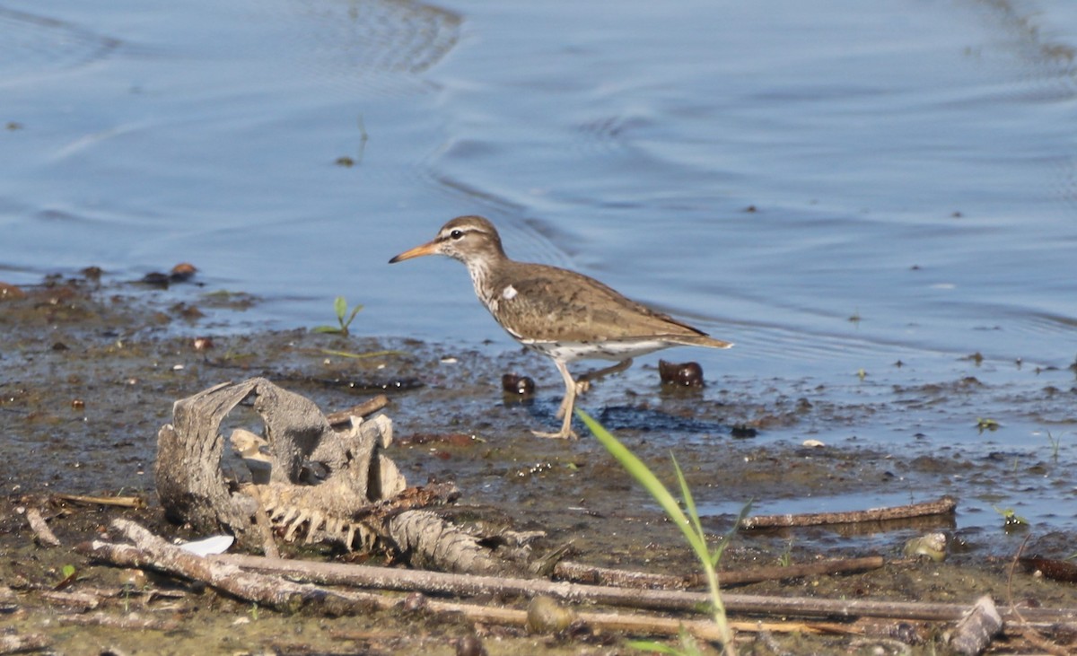 Spotted Sandpiper - ML620702497