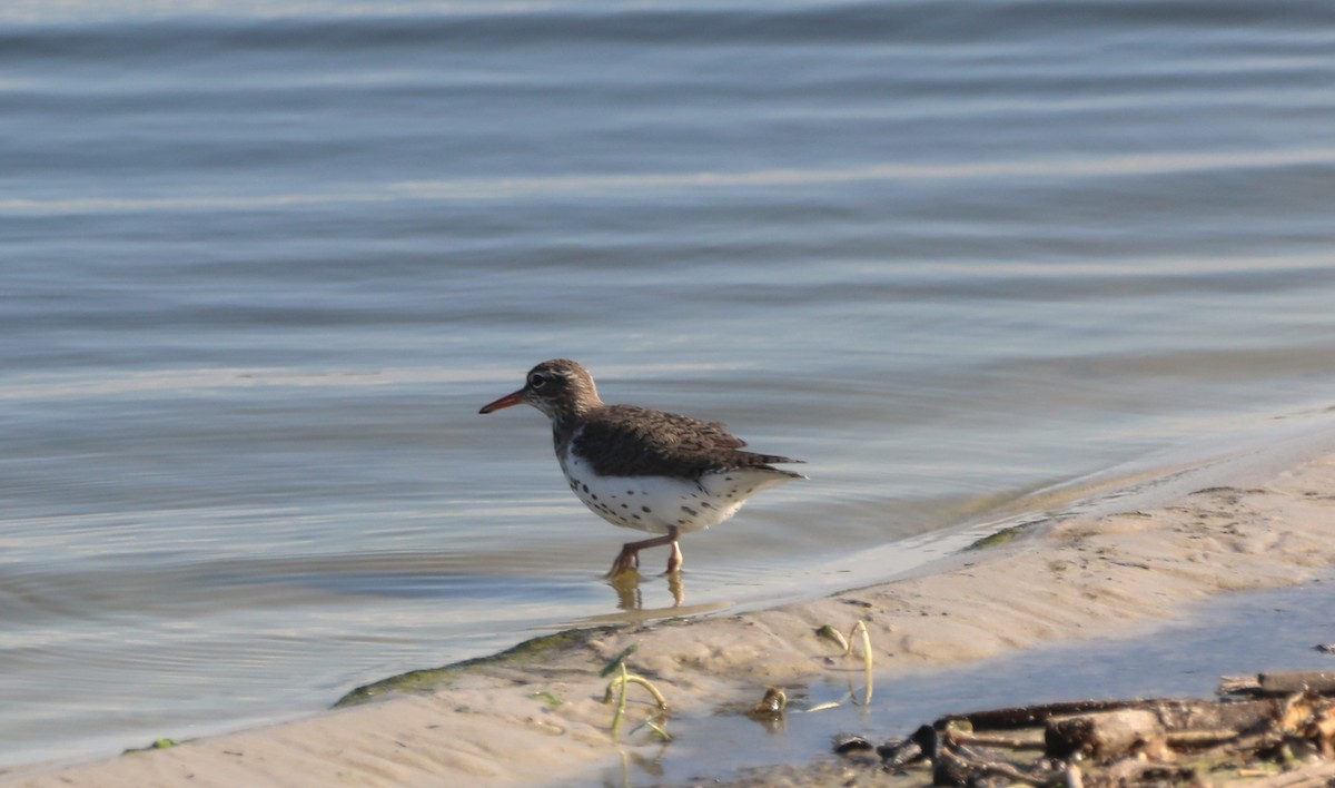 Spotted Sandpiper - ML620702500