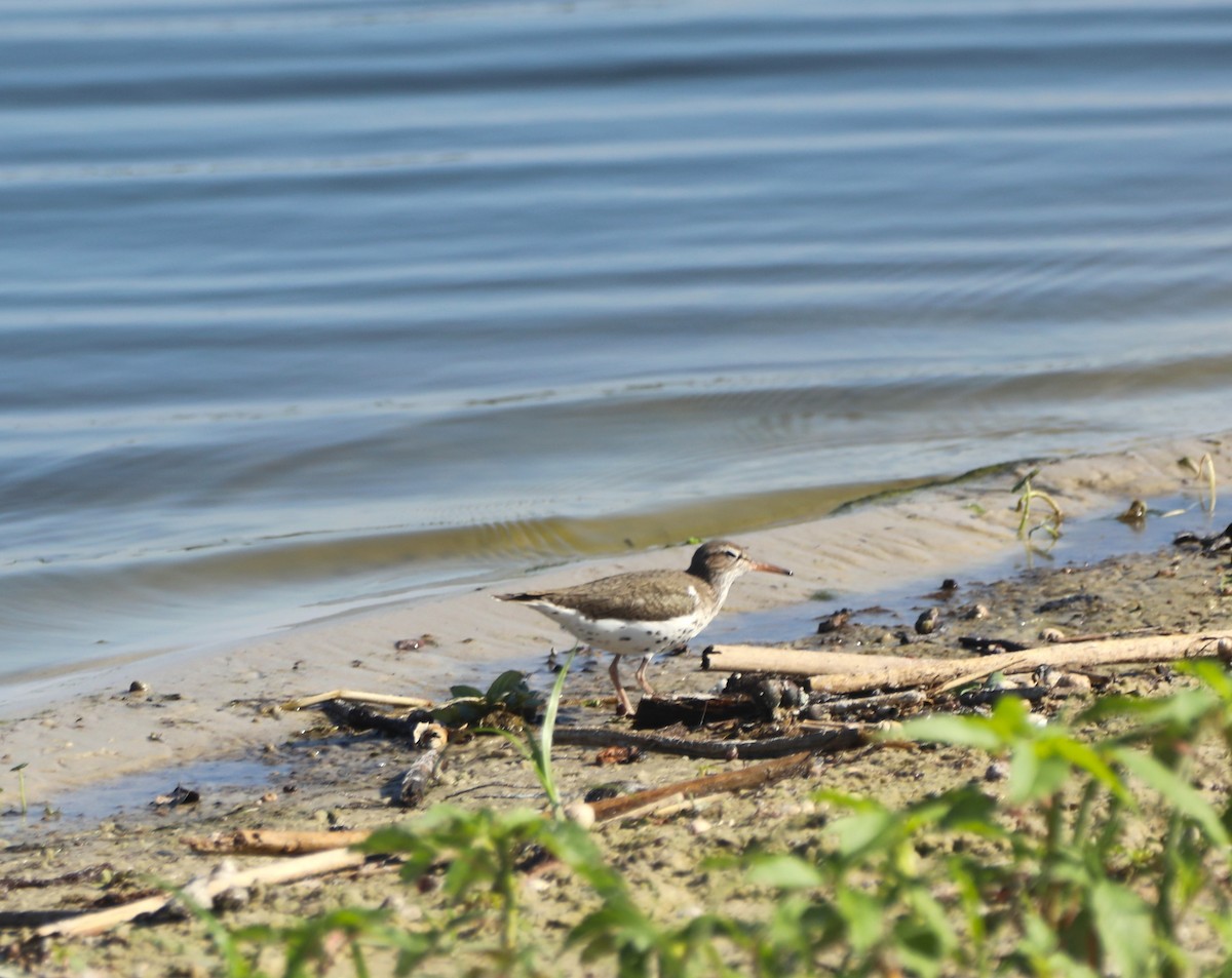 Spotted Sandpiper - ML620702501