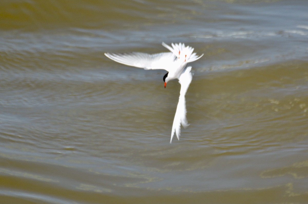 Common Tern - ML620702505