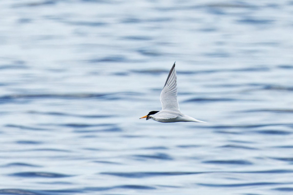 Little Tern - ML620702507