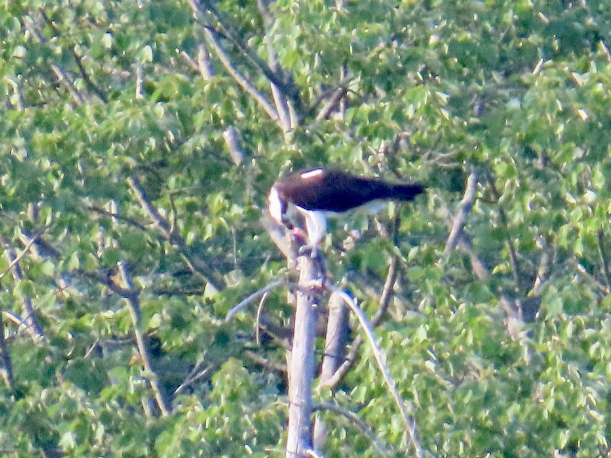 Águila Pescadora - ML620702508