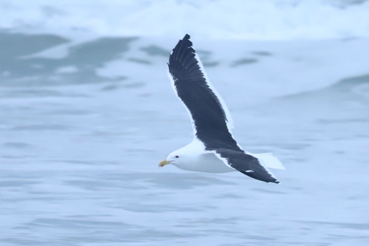 Kelp Gull - ML620702511