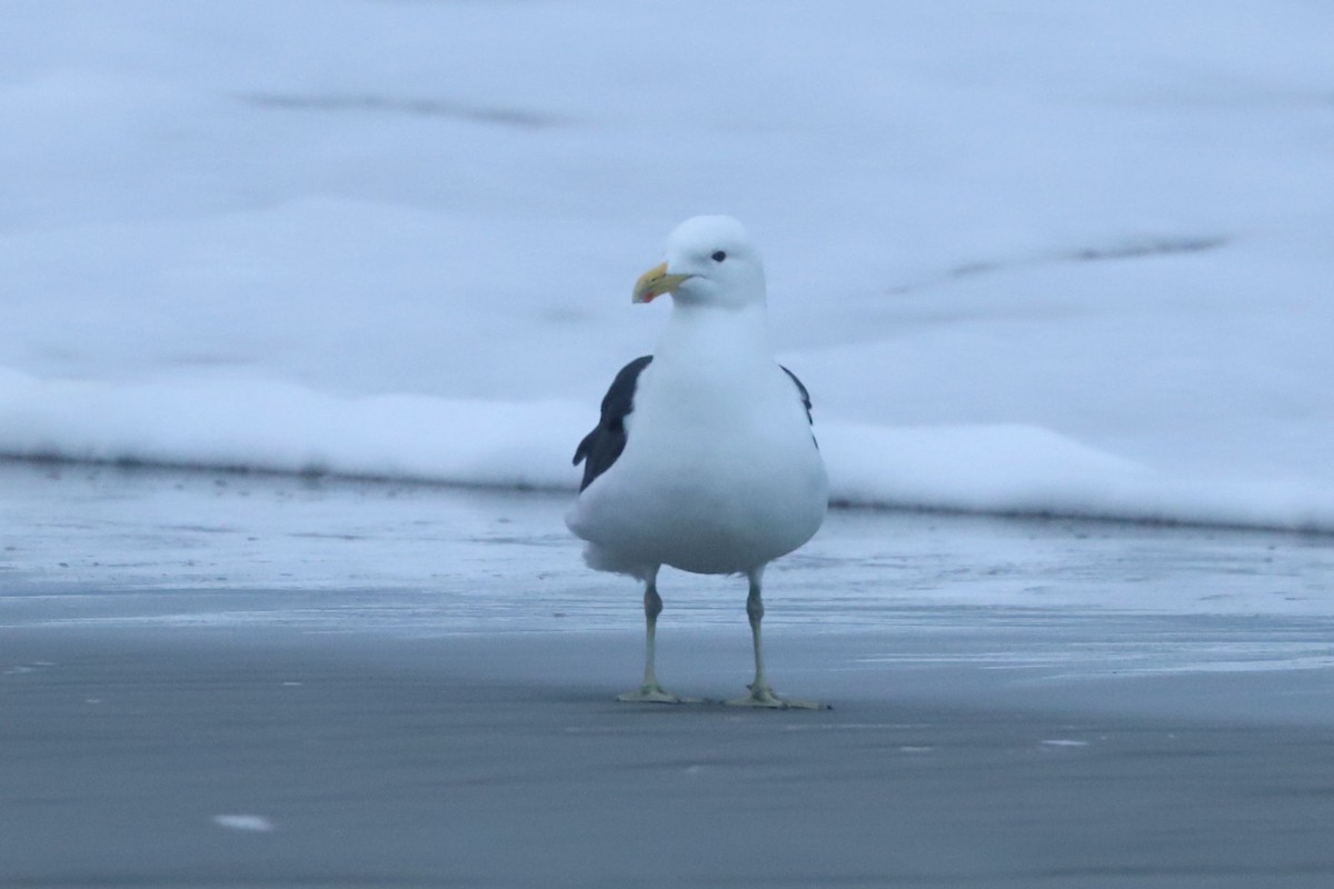 Kelp Gull - ML620702512