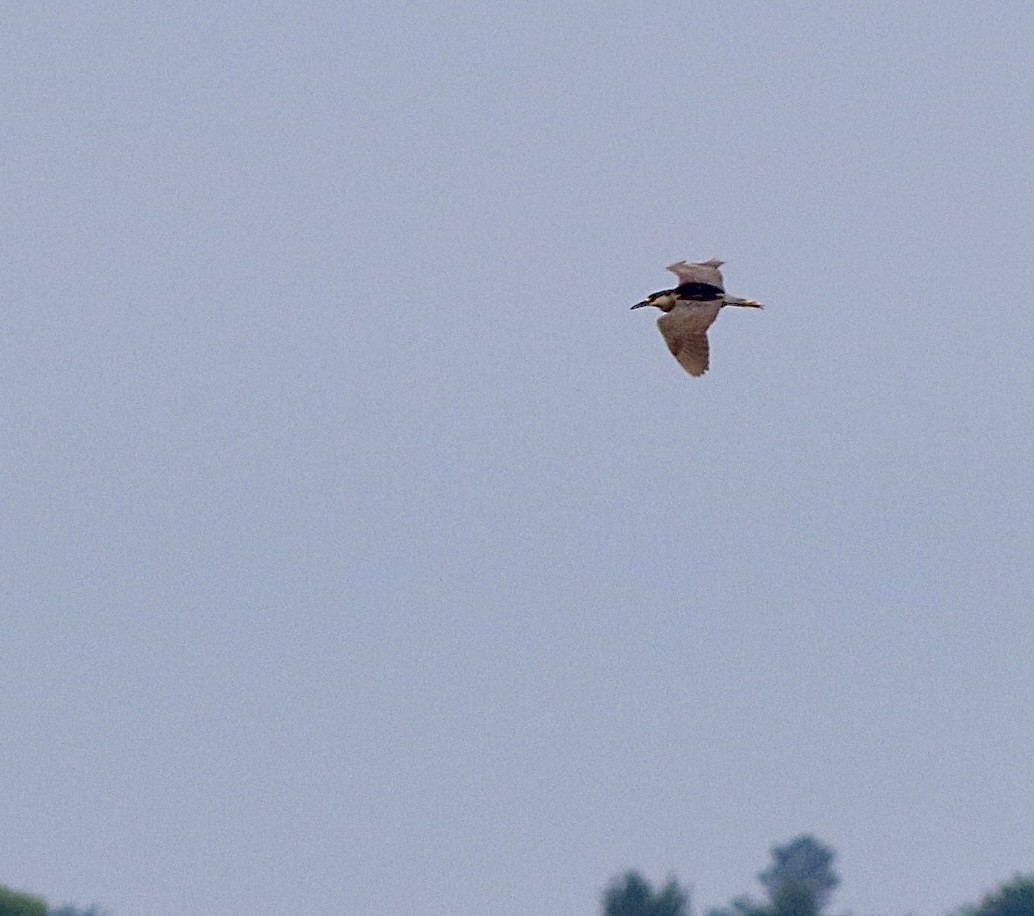 Black-crowned Night Heron - ML620702513