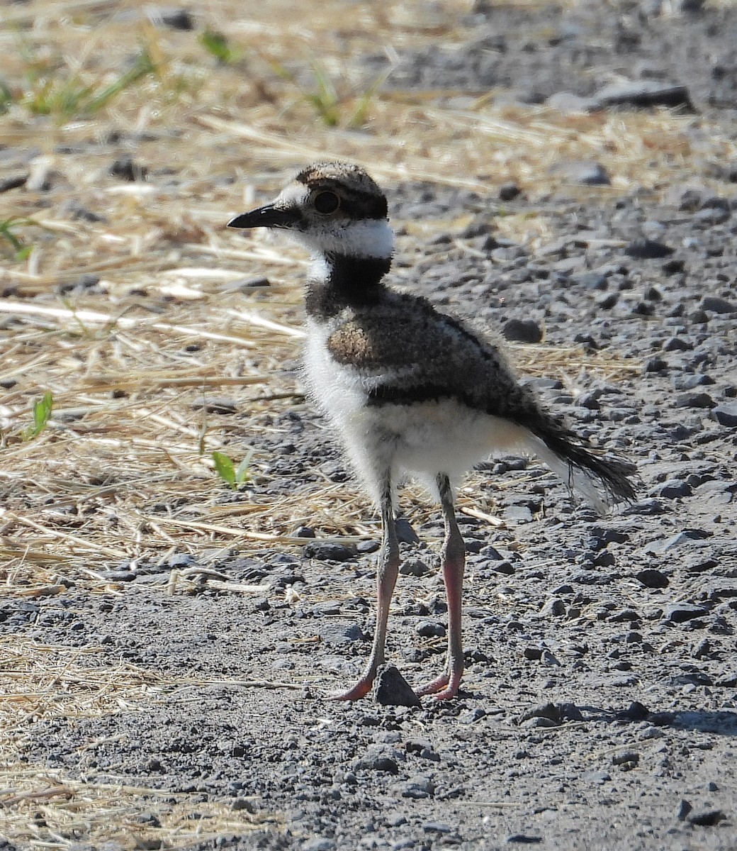 Killdeer - ML620702515