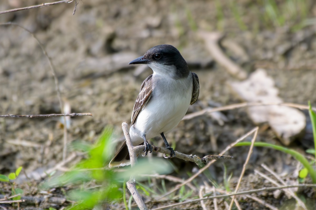 Eastern Kingbird - ML620702518