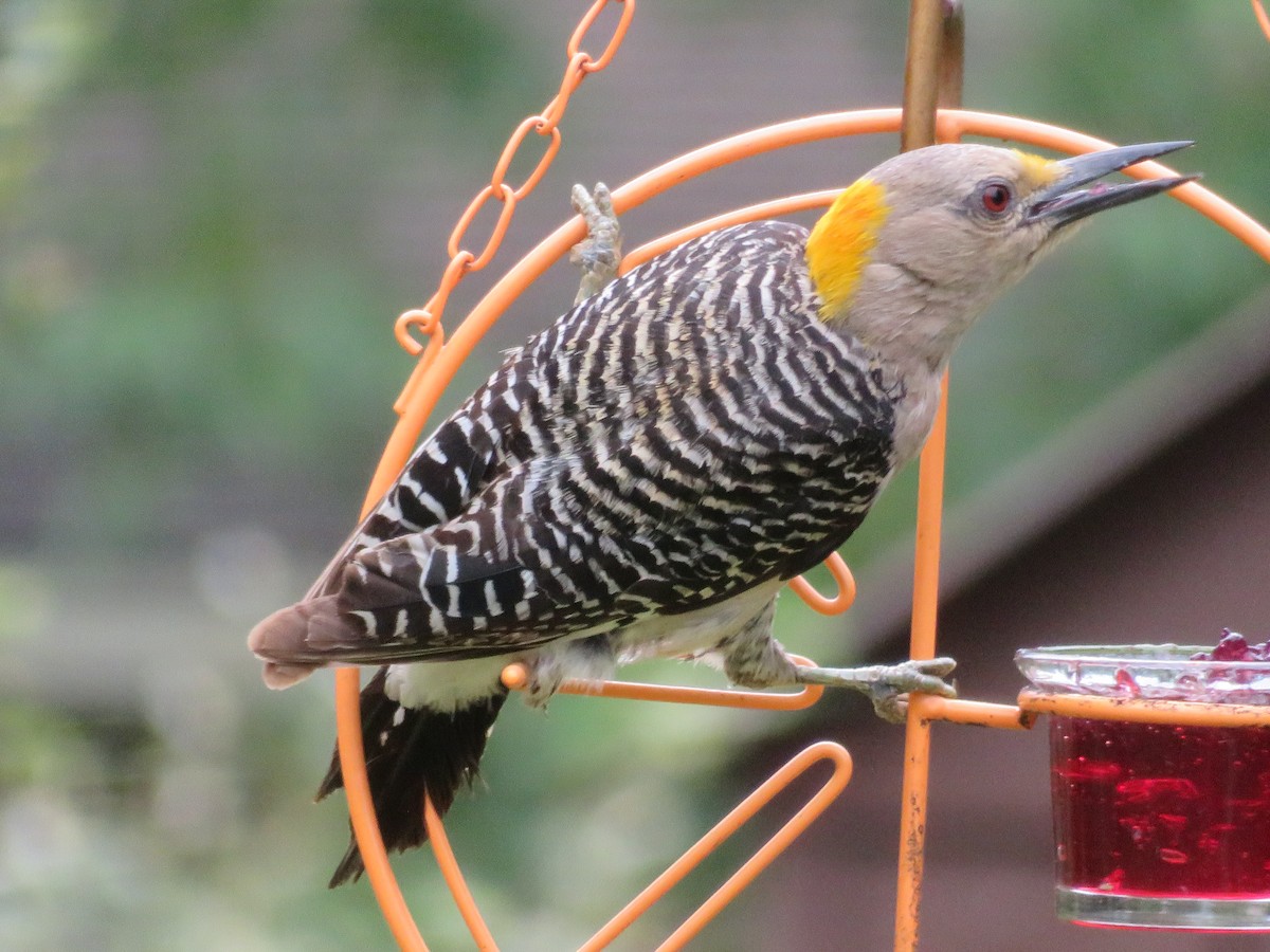 Golden-fronted Woodpecker - ML620702522