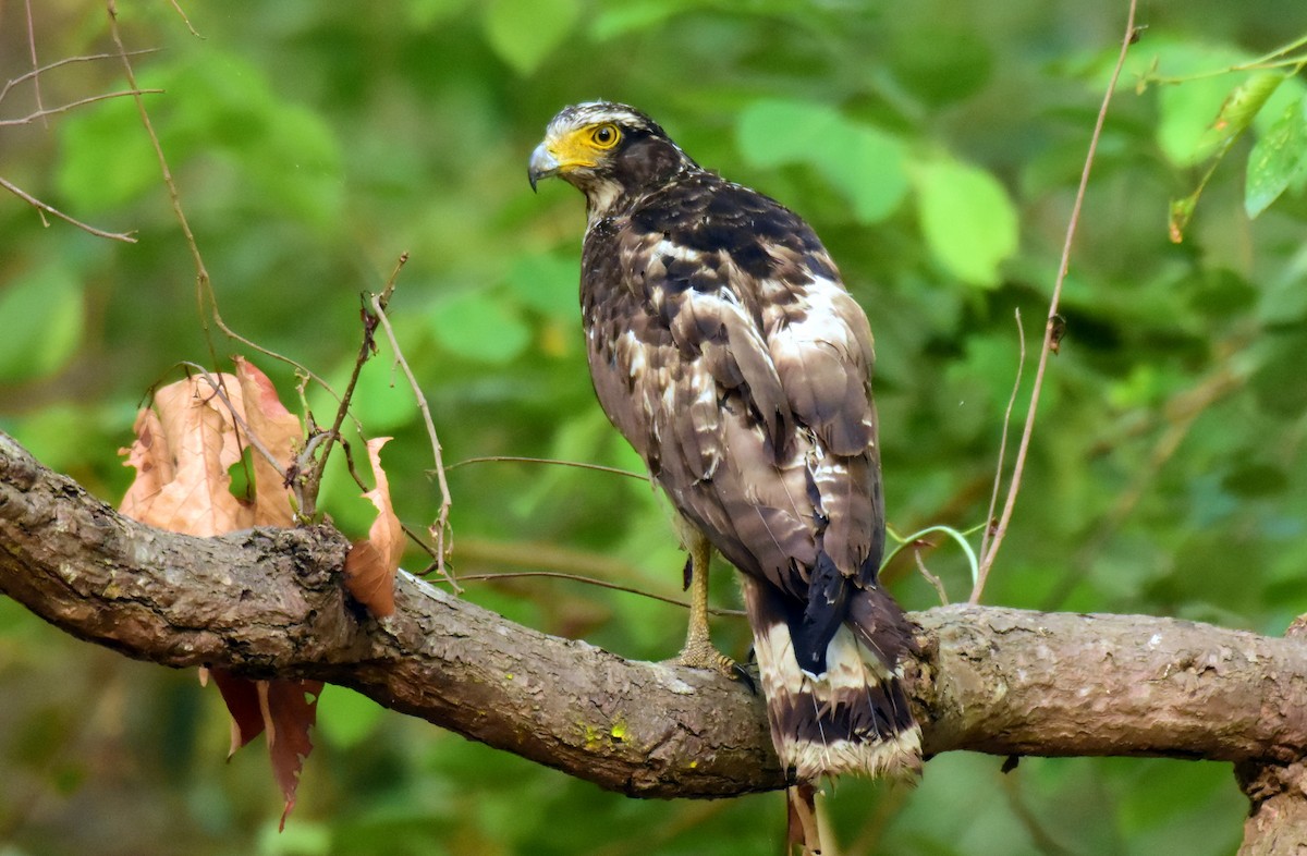 Crested Serpent-Eagle - ML620702523