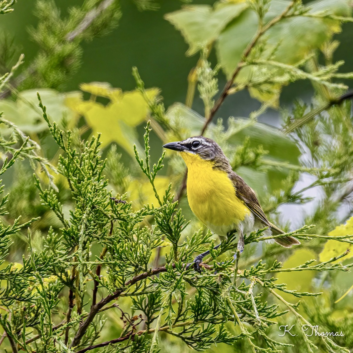 Yellow-breasted Chat - ML620702524