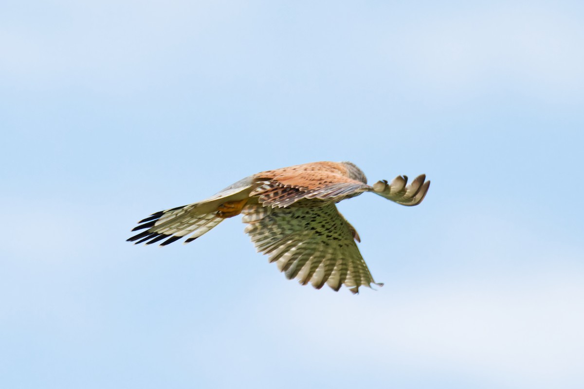 Eurasian Kestrel - ML620702526