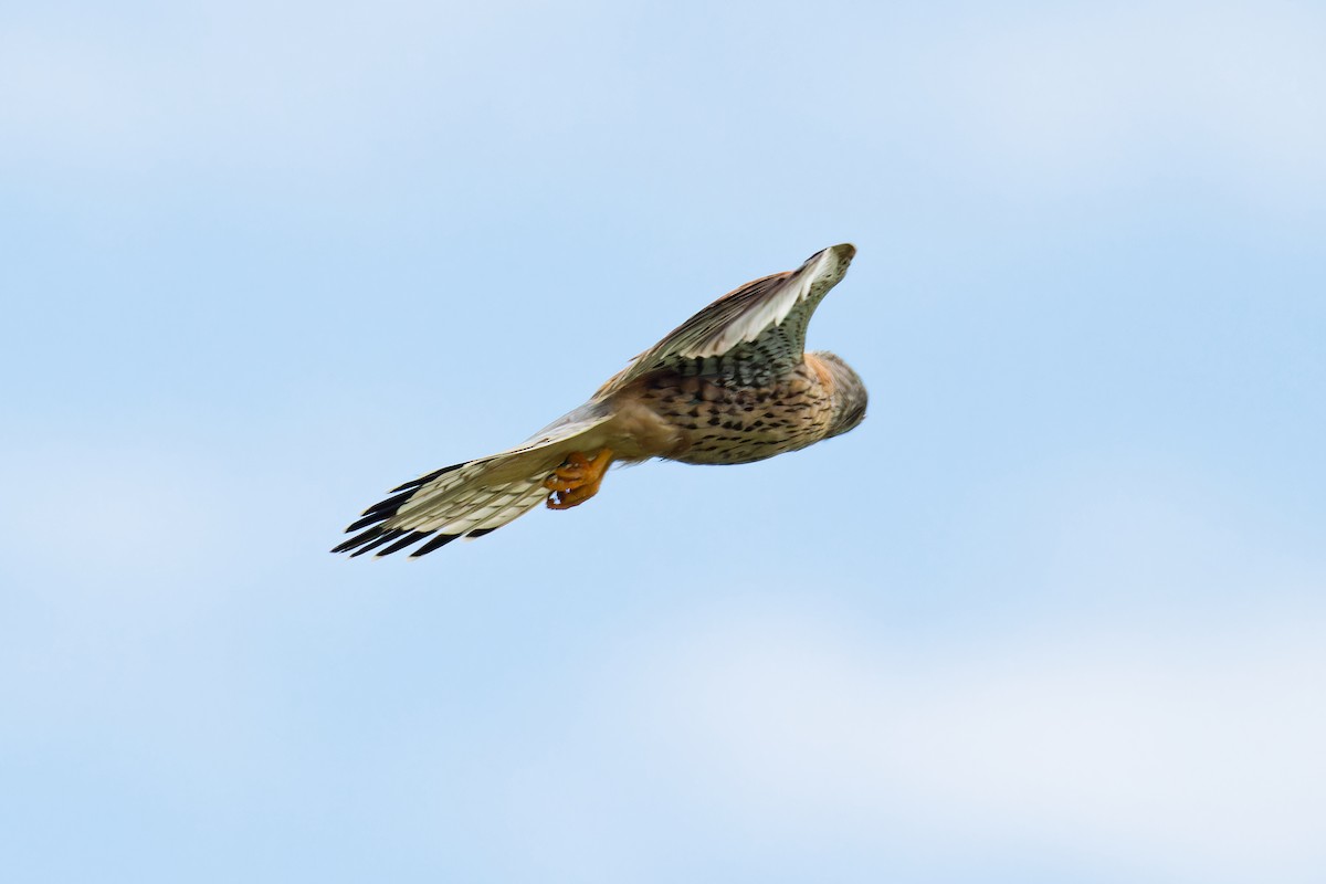 Eurasian Kestrel - ML620702529