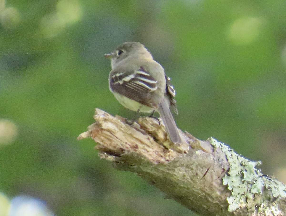 Moucherolle tchébec - ML620702532