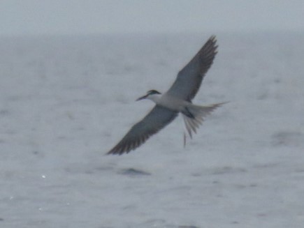 Bridled Tern - ML620702535