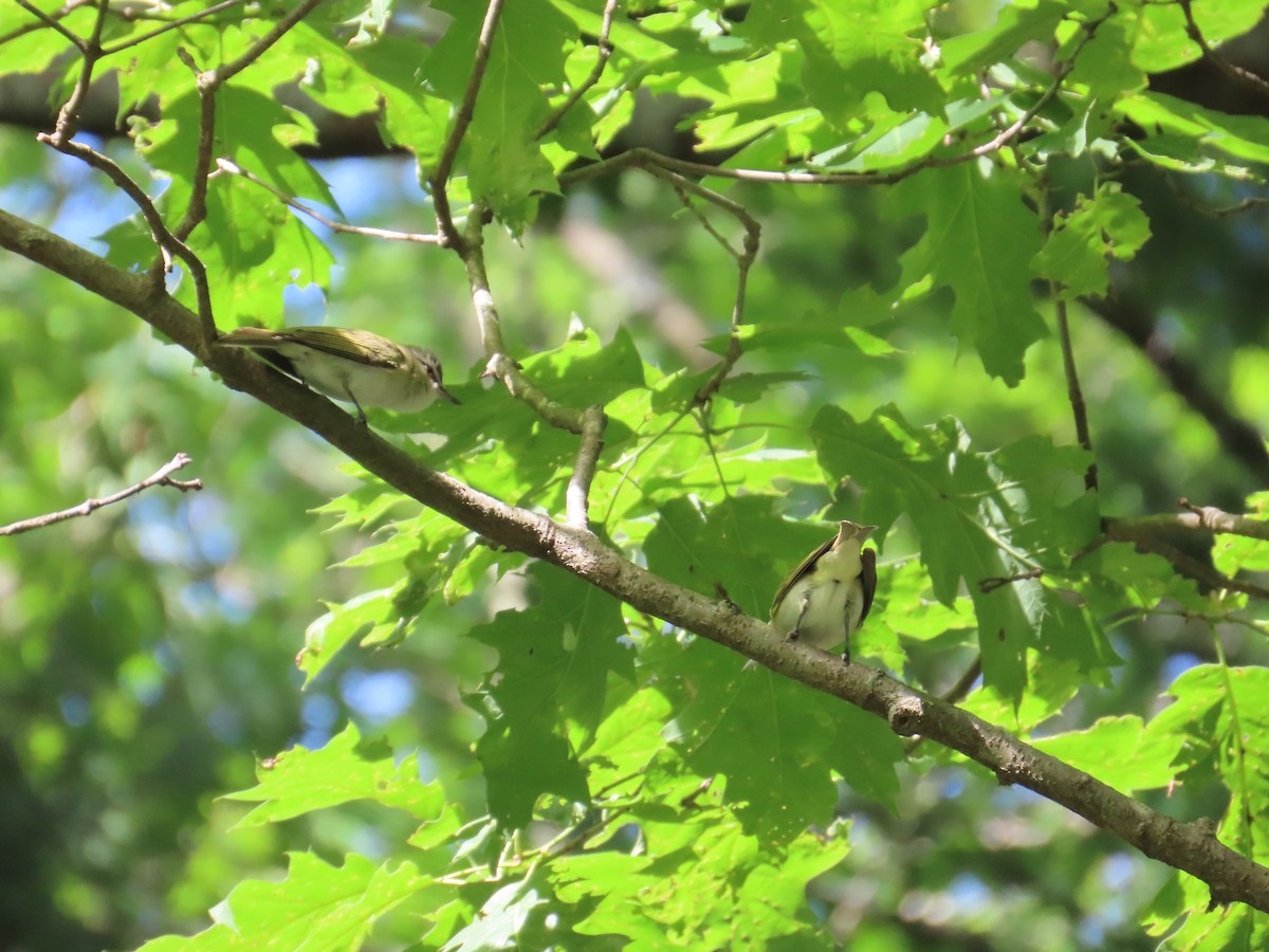 Vireo Ojirrojo - ML620702537